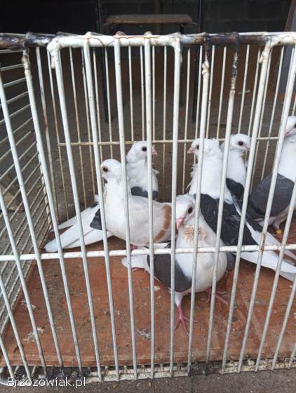 Sprzedam GOŁĘBIE MEWKI