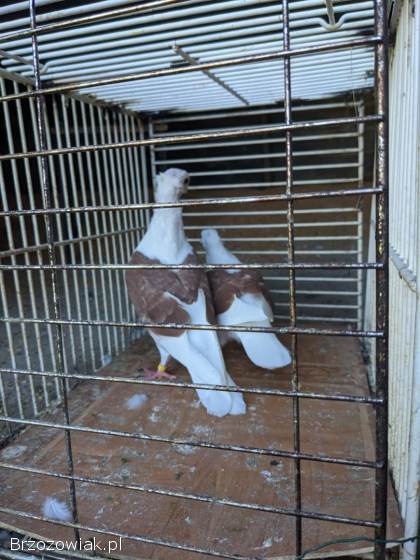 Sprzedam GOŁĘBIE MEWKI