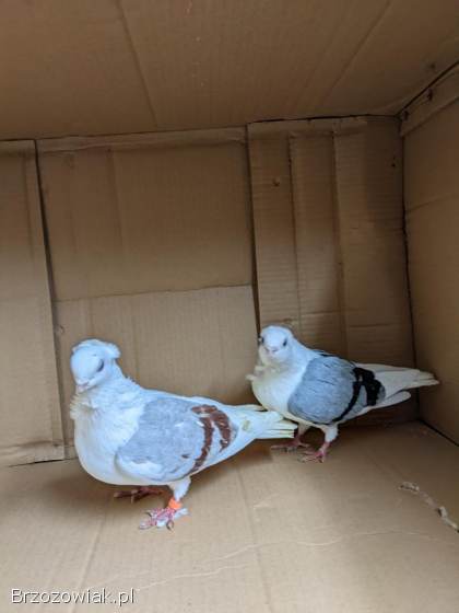 Sprzedam GOŁĘBIE MEWKI