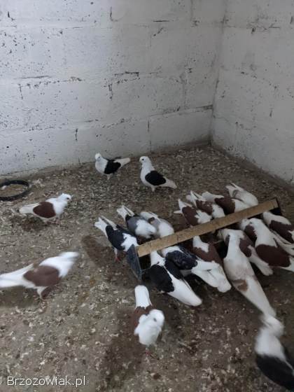 Sprzedam GOŁĘBIE MEWKI