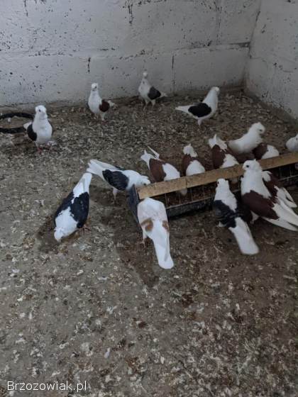 Sprzedam GOŁĘBIE MEWKI