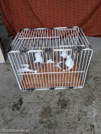 Sprzedam GOŁĘBIE MEWKI