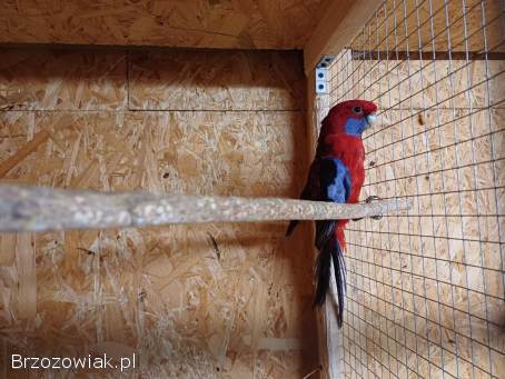 Papugi Rozella Królewska samce