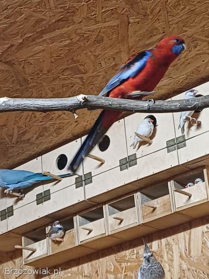 Papugi Rozella Królewska samce