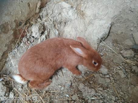 Nowozelandzki czerwony