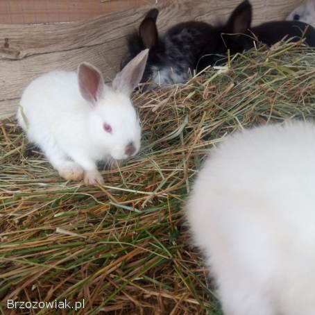 Króliczki,  króliki miniaturowe