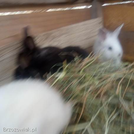 Króliczki,  króliki miniaturowe