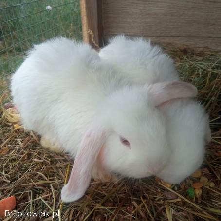 Króliczki,  króliki miniaturowe