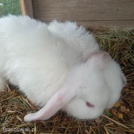 Króliczki,  króliki miniaturowe