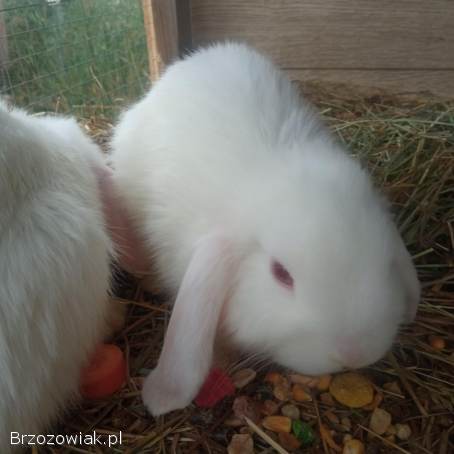 Króliczki,  króliki miniaturowe