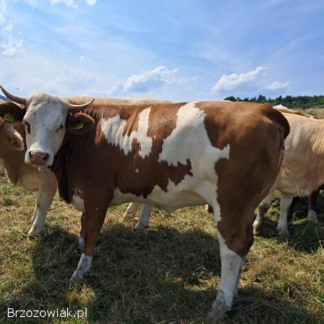 Sprzedam jałówki