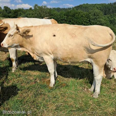 Sprzedam jałówki