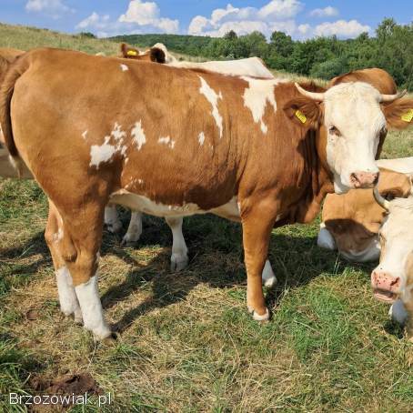 Sprzedam jałówki
