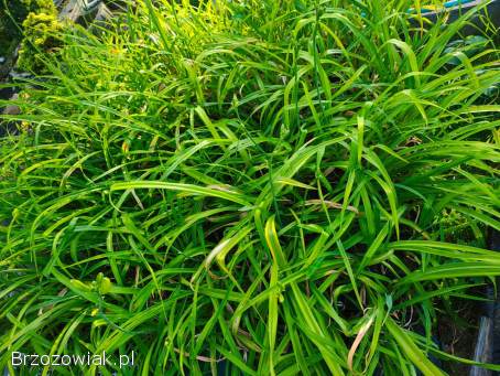 Funkie Hosty Piwonie Trawy Byliny