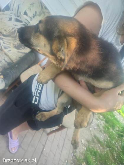 Oddam szczeniaki