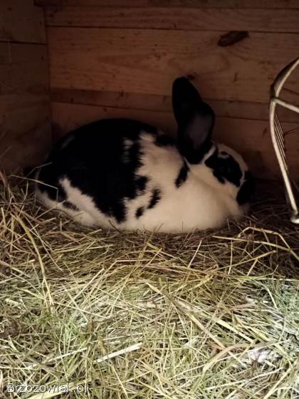 Sprzedam króliki
