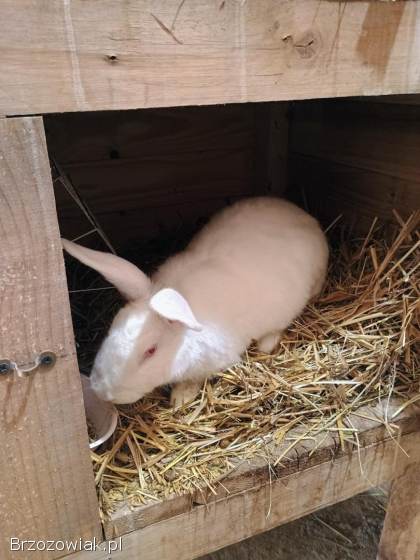 Sprzedam króliki