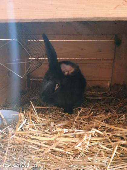 Sprzedam króliki