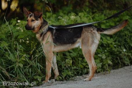 Fryc -  młody,  kochany psiak uratowany z łańcucha