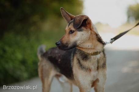 Fryc -  młody,  kochany psiak uratowany z łańcucha