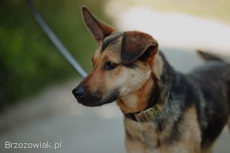 Fryc -  młody,  kochany psiak uratowany z łańcucha