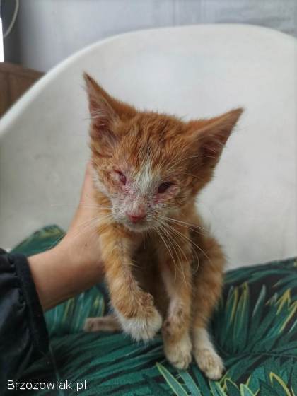 Nikoś -  wyjątkowe kocie dziecko szuka PILNIE domu!