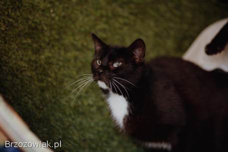 Cudowny Bryś,  niekonfliktowy kotek szuka domu!