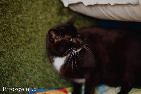 Cudowny Bryś,  niekonfliktowy kotek szuka domu!