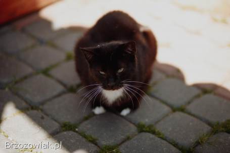 Cudowny Bryś,  niekonfliktowy kotek szuka domu!