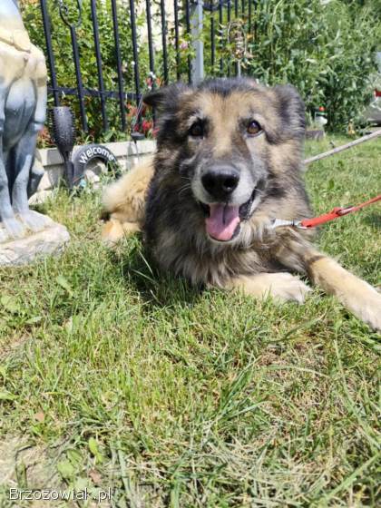 Aron -  kto pokocha starszego psa