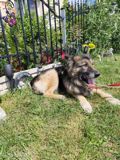 Aron -  kto pokocha starszego psa