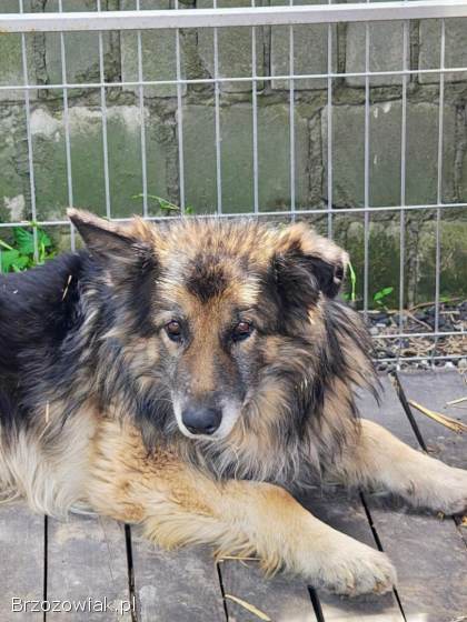 Aron -  kto pokocha starszego psa