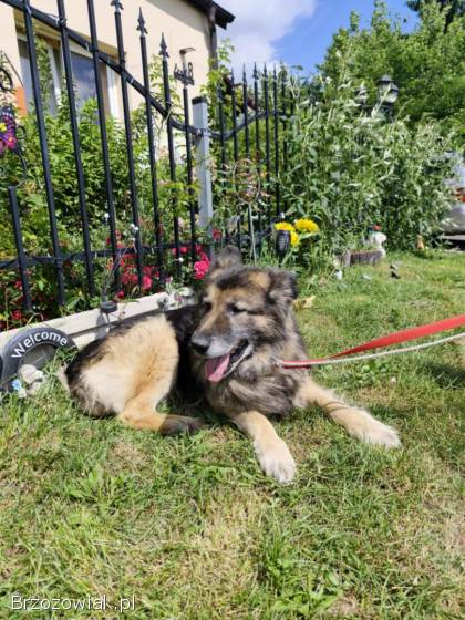 Aron -  kto pokocha starszego psa