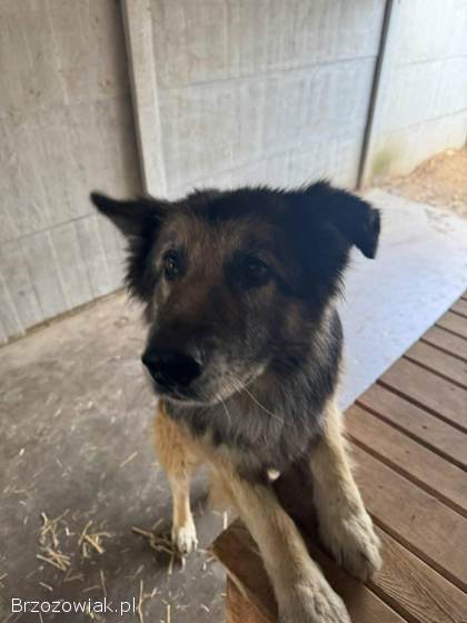 Aron -  kto pokocha starszego psa