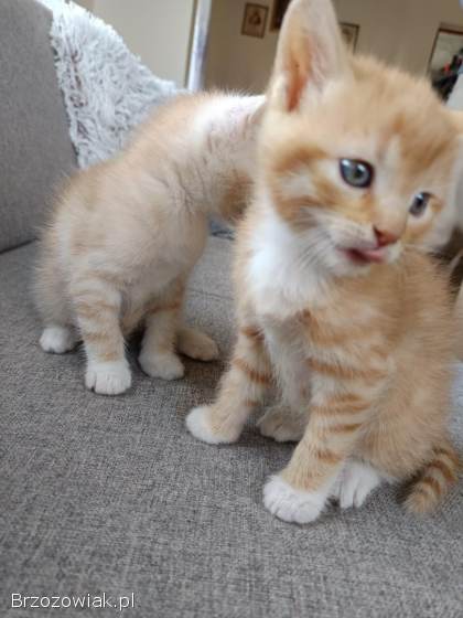 Oddam dwa małe kotki