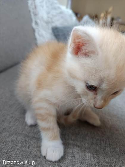 Oddam dwa małe kotki