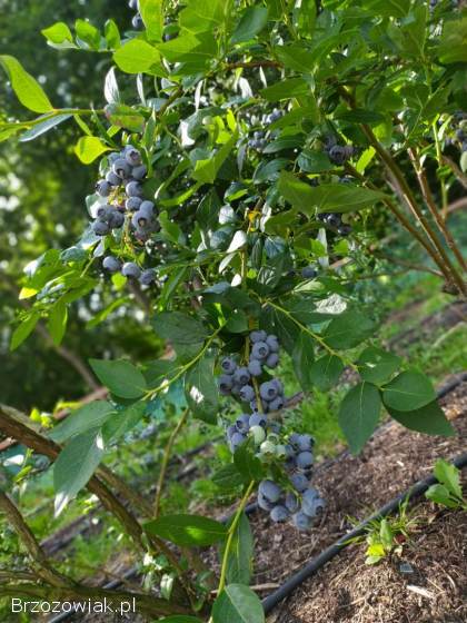 Borówka amerykańska 25 zł/kg