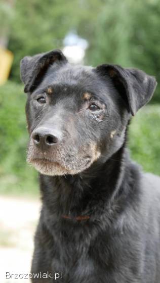 Kuba -  spokojny,  zrównoważony psiak szuka domu!