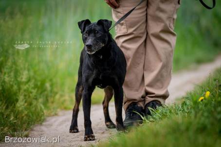 Kuba -  spokojny,  zrównoważony psiak szuka domu!