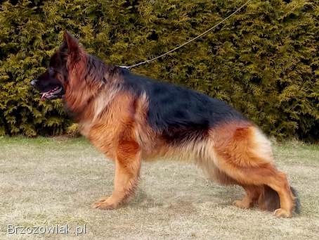 Owczarek niemiecki długowłosy suczka czarno podpalana FCI