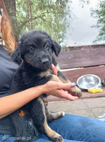 Szafir -  8 tygodniowy szczeniak szuka domu!