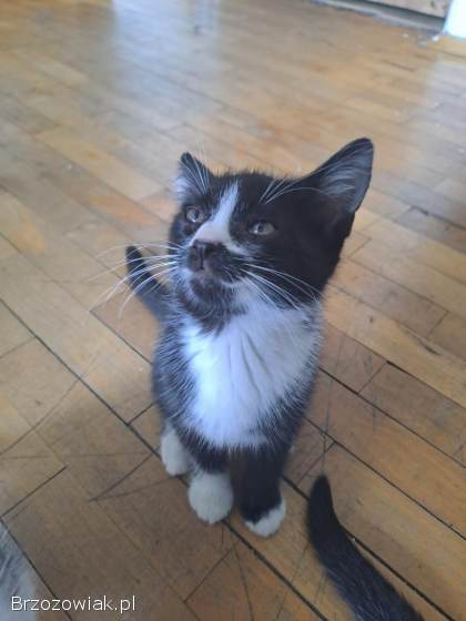 Oddam kotki!