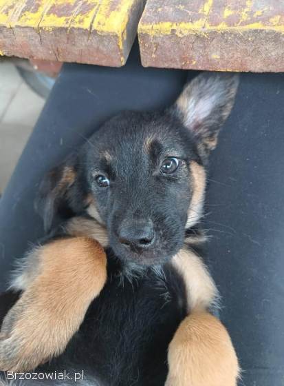 2 miesięczna Scarlett szuka domu!