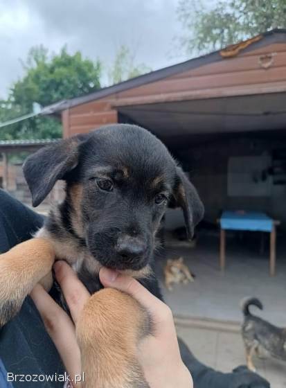 2 miesięczna Scarlett szuka domu!