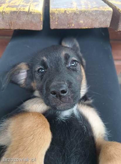 2 miesięczna Scarlett szuka domu!