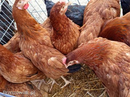 Młode kokoszki kury z jajkiem