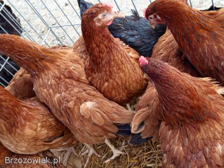 Młode kokoszki kury z jajkiem