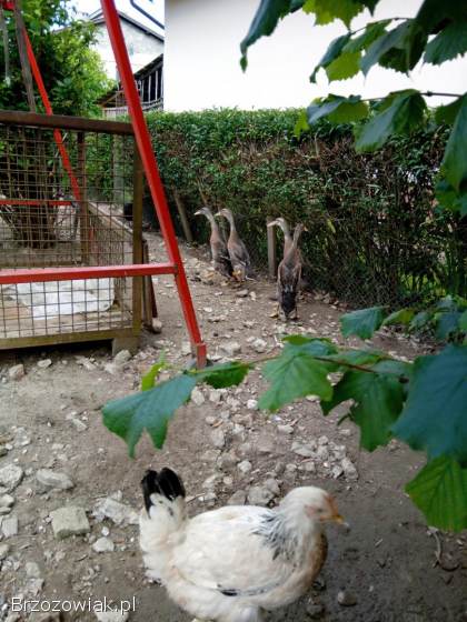 Kogut kaczki biegusy