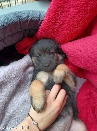 Sali -  8 tygodniowa,  wesoła sunia SZCZENIAK adopcj