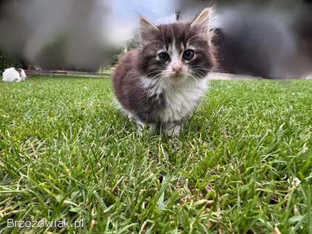 Małe kotki do oddania